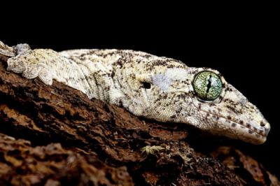 Close-up Head of Vorax Gecko – Free Stock Photo for Download