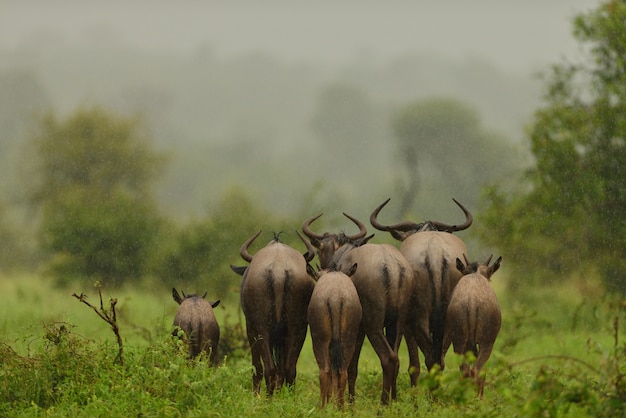 Wildebeests Walking in the Rain on a Grass Covered Field – Free Download