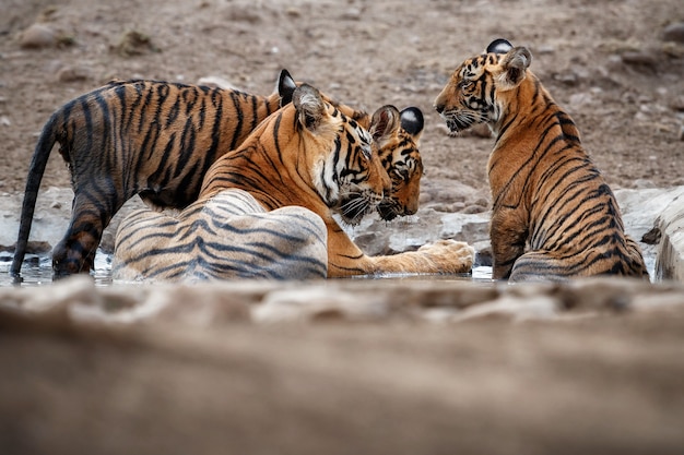 Amazing Bengal Tigers in Nature – Free Stock Photo for Download