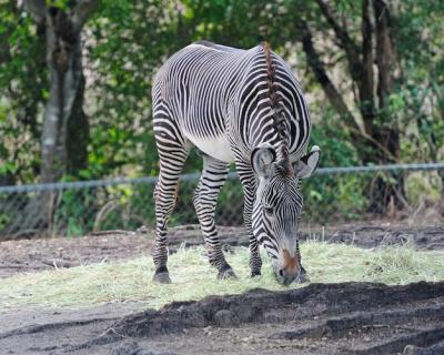 Zebra Free Stock Photo – Download for Free