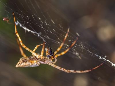 Closeup of a Spider Consuming an Insect on a Web – Free Download