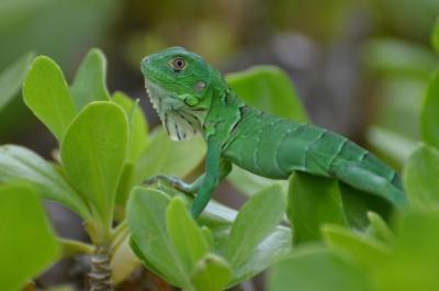 Brilliant Green Common Iguana Sitting in Shrub Tops – Free Stock Photo for Download