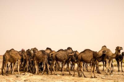 Big Herd of Camels on Sandy Desert Ground – Free Stock Photo for Download