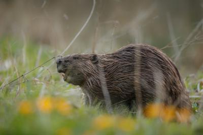 Wild European Beaver in Beautiful Natural Habitat – Free Stock Photo, Download for Free