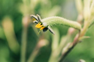 Close-up of a Flower Bud – Free to Download, Free Stock Photo