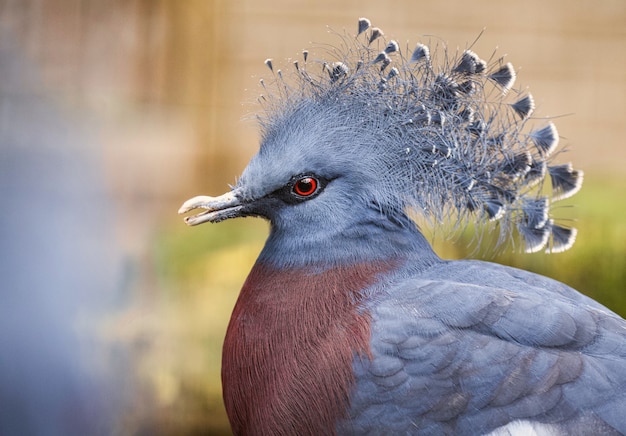 Crowned Pigeon in Daylight – Free Stock Photo for Download