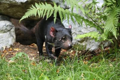 Tasmanian Devil – Sarcophilus harrisii | Free Stock Photo Download