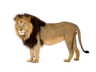 Lion, Panthera leo on a White Isolated Background – Free Stock Photo, Download Free