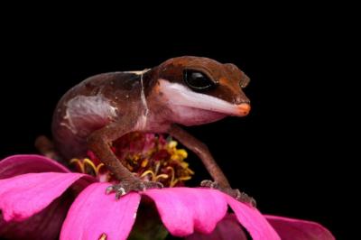 Closeup of Baby Cat Eye Gecko – Free Download