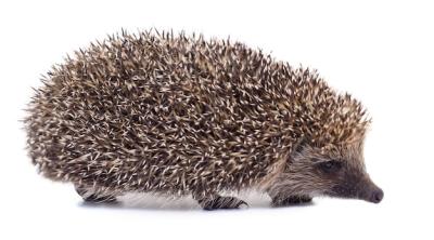 Small Hedgehog on White Background – Free Stock Photo for Download