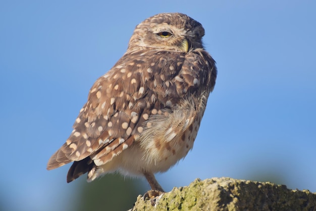 Burrowing Owl Resting on Wall – Free Stock Photo for Download