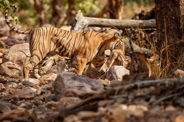 Amazing Bengal Tigers in Nature – Free Download, Free Stock Photo