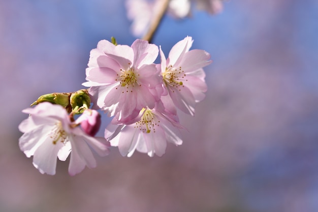 Soft Flowering Branch – Free Stock Photo for Download