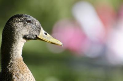 Closeup Side Profile of a Duck Against a Blurry Background – Free Download