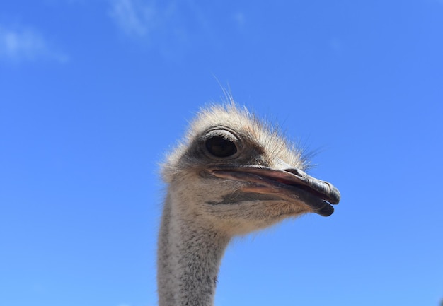 Ostrich Head Peeking Against a Blue Sky – Free Stock Photo for Download