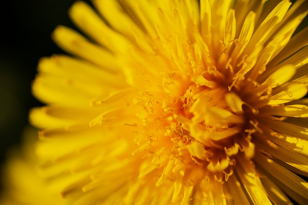 Beautiful Blurred Flowers in Nature – Free Stock Photo Download