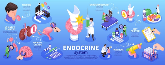 Isometric Infographic of Endocrinologist Featuring Endocrine System and Glands – Free Download