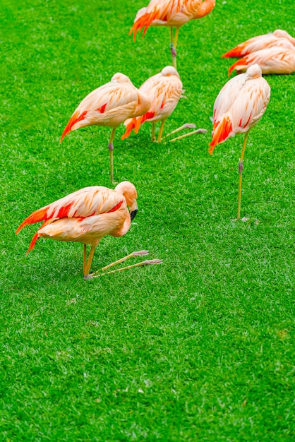 Beautiful Flamingos in the Park – Free Stock Photo, Download Free