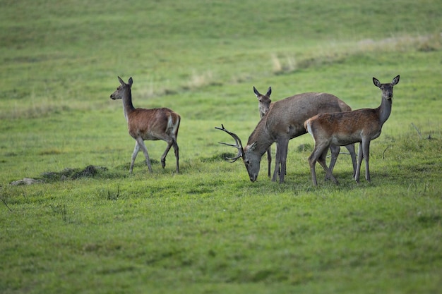 Red Deer in Their Natural Habitat During the Deer Rut – Free to Download