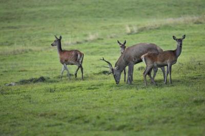 Red Deer in Their Natural Habitat During the Deer Rut – Free to Download