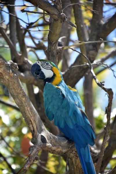 Stunning Blue and Gold Parrot in a Tree – Free Download Stock Photo