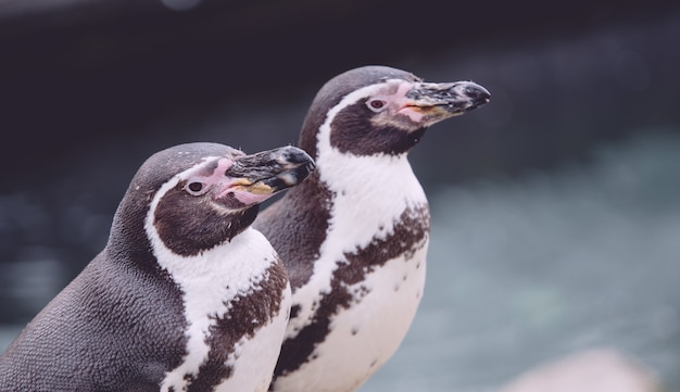 Closeup of Two Penguins by Icy Blue Water – Free Stock Photo, Download for Free