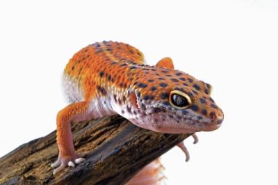 Close-up of a Leopard Gecko on Wood Against a White Background – Free Download