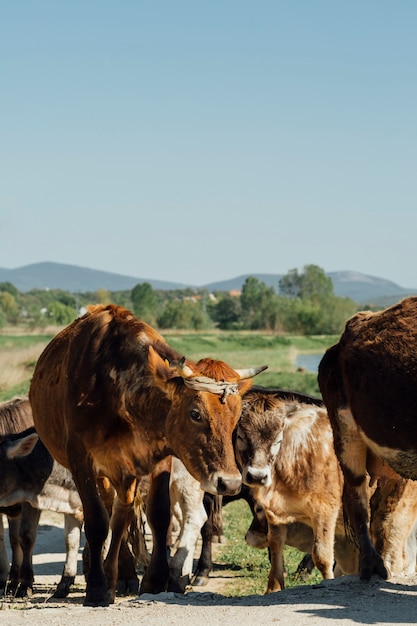 Close-up Cows Walking on Dirt Road – Free Stock Photo, Download for Free