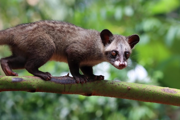 Close-up of Paradoxurus hermaphroditus in Natural Background – Free Stock Photo for Download