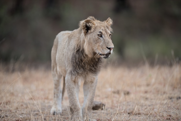 Young Male Lion Walking in the Bush Field – Free Stock Photo, Download Free