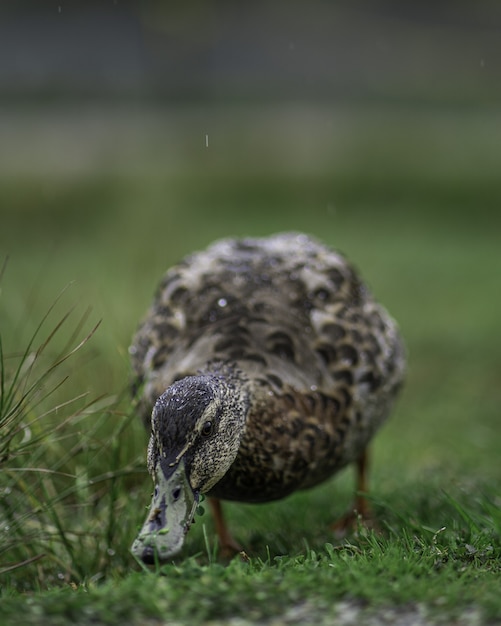 Cute Duck on Green Grass – Free Stock Photo for Download