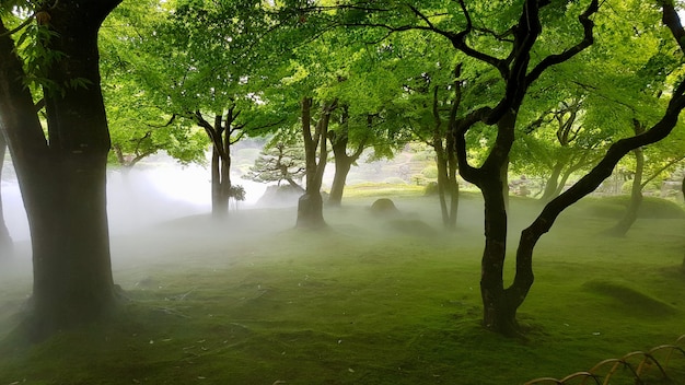 Grassy Field with Trees in Fog – Free Stock Photo, Download for Free