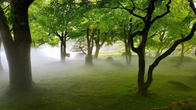 Grassy Field with Trees in Fog – Free Stock Photo, Download for Free