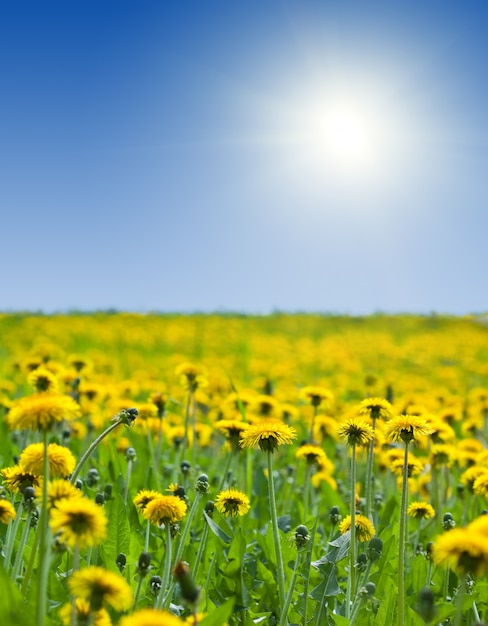 Beautiful Yellow Dandelions Under a Blue Sky – Free Stock Photo, Download for Free