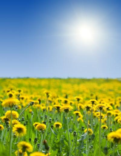 Beautiful Yellow Dandelions Under a Blue Sky – Free Stock Photo, Download for Free