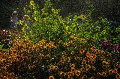 A Field of Sunflowers Sprinkled with Water Droplets – Free Stock Photo for Download