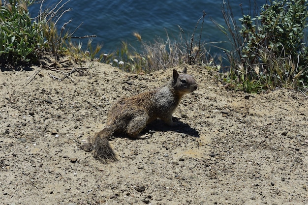 Ground Squirrel Relaxing on the Beach – Free Download