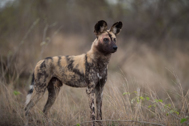 African Wild Dog in Bush Field – Free Download