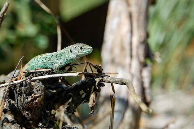 Selective Focus Shot of a Green Lizard on Dead Plant Roots – Free Download