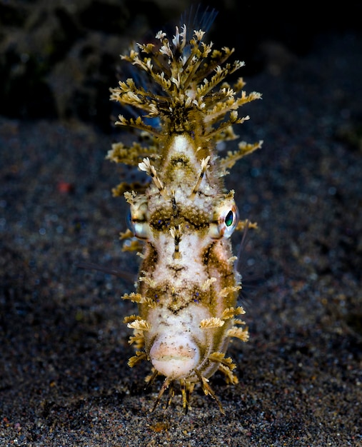 A Portrait of Leafy Filefish in the Underwater World of Bali – Free Download