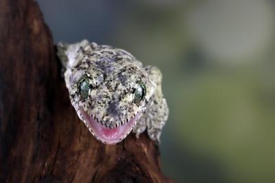 Close-Up of Vorax Gecko (Giant Halmaheran Gecko) – Free Stock Photo for Download