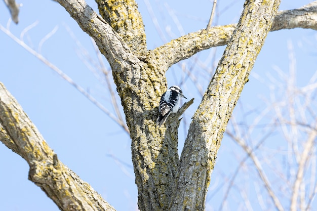 Woodpecker on a Tree – Free Stock Photo for Download