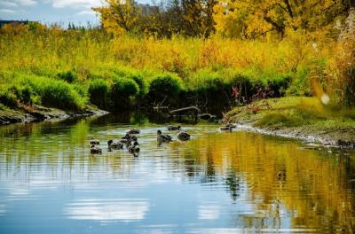 Ducks Swimming in a Serene Lake Surrounded by a Lush Field on a Sunny Day – Free Download