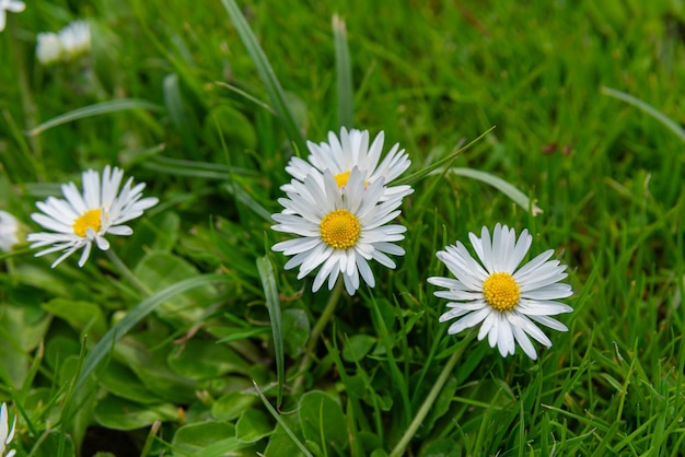 Daisy Flowers from the Netherlands Holland – Free Download