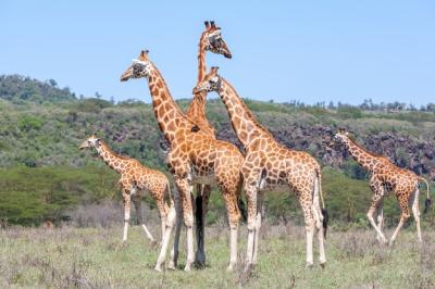 Herd of Giraffes in the Savannah – Free Download