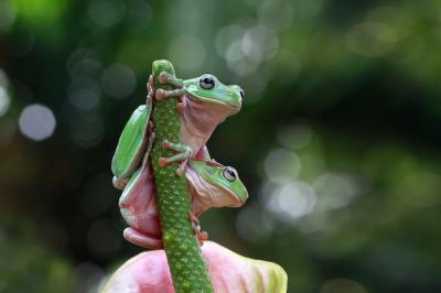 Two Dumpy Frogs Sitting on Green Flowers – Free Stock Photo for Download