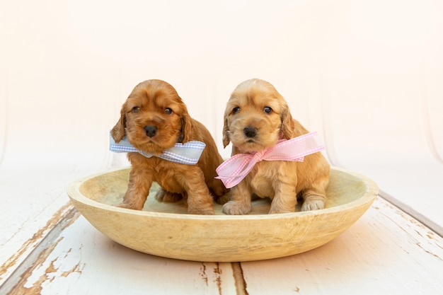 Cocker Spaniel Puppies in a Wooden Bowl – Free Stock Photo for Download