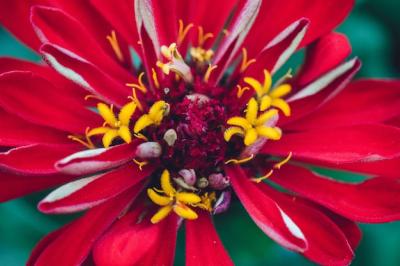 Stunning Red Petaled Flower – Free to Download