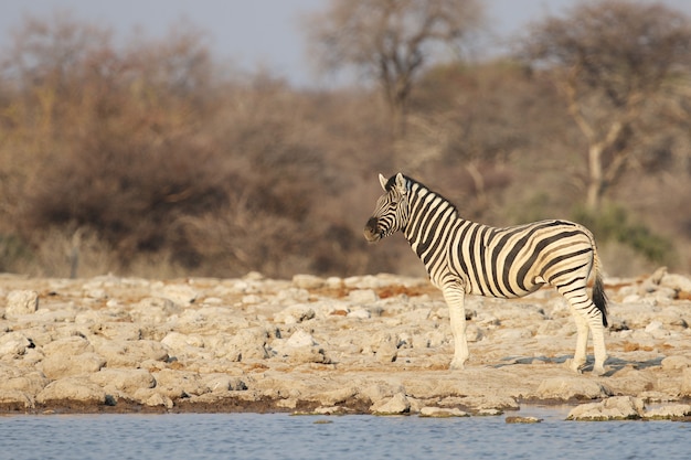 Zebra at the Watering Hole – Free Stock Photo for Download