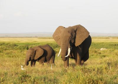 Mother and Baby Elephant Walking on the Savanna of Amboseli National Park, Kenya – Free Stock Photo for Download